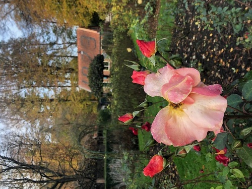 Traumatherapie Het Gooi - Hilversum