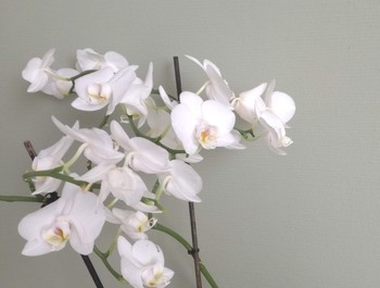 Therapie Lent - Nijmegen Therapie Lent - Nijmegen